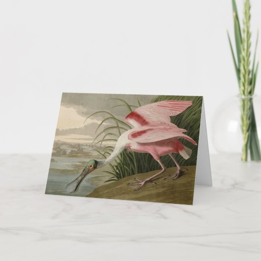 Roseate Spoonbill uit Audubon's Birds of America Kaart (Voorkant)