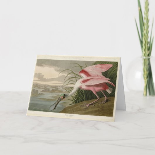 Roseate Spoonbill uit Audubon's Birds of America Kaart (Voorkant)