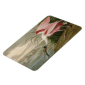 Roseate Spoonbill uit Audubon's Birds of America Magneet (Linkerzijde)