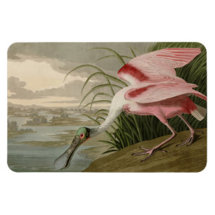 Roseate Spoonbill uit Audubon's Birds of America Magneet