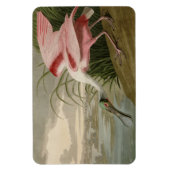 Roseate Spoonbill uit Audubon's Birds of America Magneet (Verticaal)