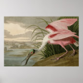 Roseate Spoonbill uit Audubon's Birds of America Poster (Voorkant)