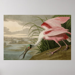 Roseate Spoonbill uit Audubon's Birds of America Poster
