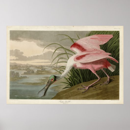 Roseate Spoonbill uit Audubon's Birds of America Poster (Voorkant)