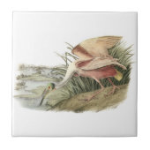 Roseate Spoonbill van Audubon Tegeltje (Voorkant)