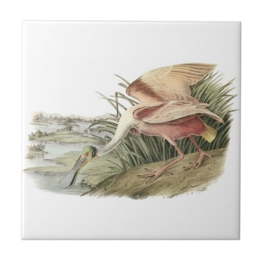 Roseate Spoonbill van Audubon Tegeltje (Voorkant)