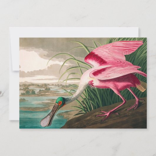 Roseate Spoonbill van John James Audubon Bedankkaart (Voorkant)