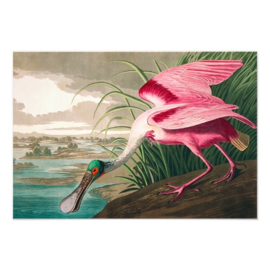 Roseate Spoonbill van John James Audubon Foto Afdruk (Voorkant)