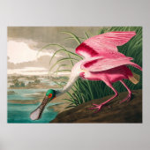 Roseate Spoonbill van John James Audubon Poster (Voorkant)