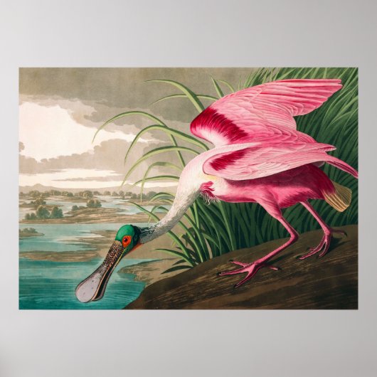 Roseate Spoonbill van John James Audubon Poster (Voorkant)