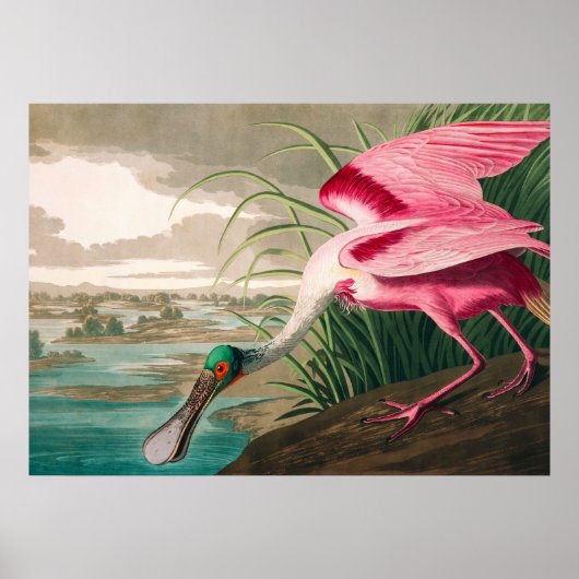 Roseate Spoonbill van John James Audubon Poster (Voorkant)