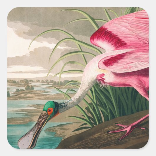 Roseate Spoonbill van John James Audubon Vierkante Sticker (Voorkant)