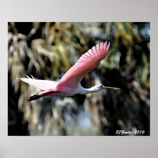Roseate Spoonbill Waterverf Poster (Voorkant)