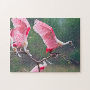 Roseate Spoonbills (Ajaia Ajaja) landen Legpuzzel