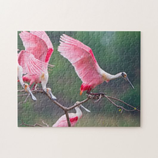 Roseate Spoonbills (Ajaia Ajaja) landen Legpuzzel (Horizontaal)