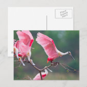 Roseate Spoonbills (Ajaia Ajaja) Landing Briefkaart (Voorkant / Achterkant)