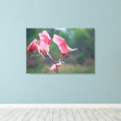 Roseate Spoonbills (Ajaia Ajaja) Landing Canvas Afdruk (Insitu (Houten vloer))