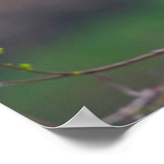 Roseate Spoonbills (Ajaia Ajaja) Landing Poster (Hoek)