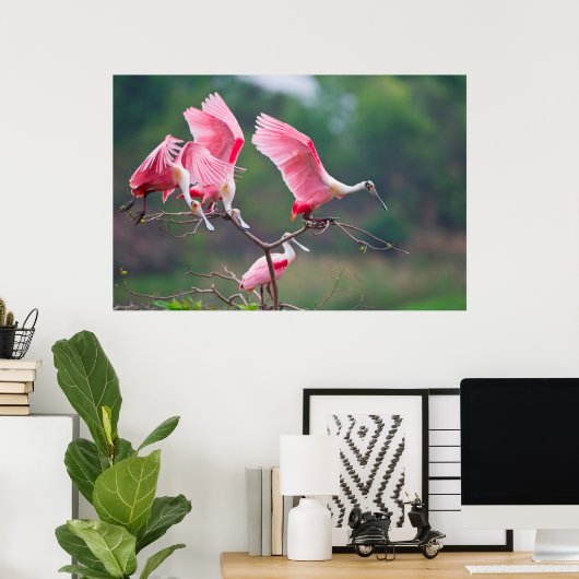 Roseate Spoonbills (Ajaia Ajaja) Landing Poster (Thuiskantoor)