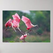 Roseate Spoonbills (Ajaia Ajaja) Landing Poster (Voorkant)