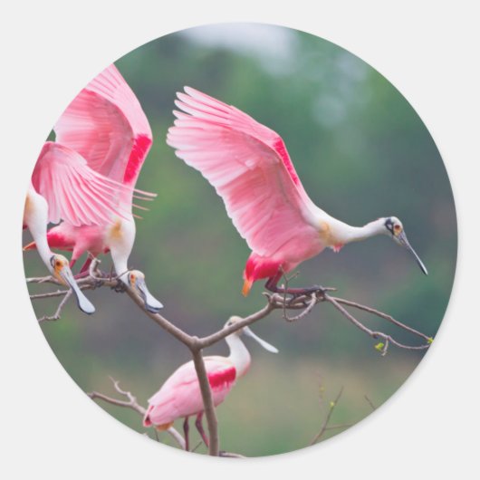 Roseate Spoonbills (Ajaia Ajaja) Landing Ronde Sticker (Voorkant)