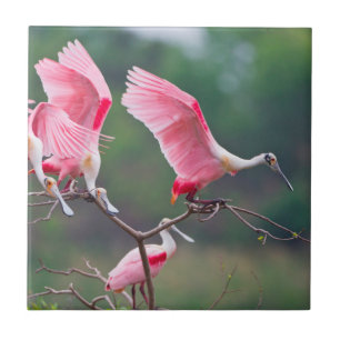 Roseate Spoonbills (Ajaia Ajaja) Landing Tegeltje