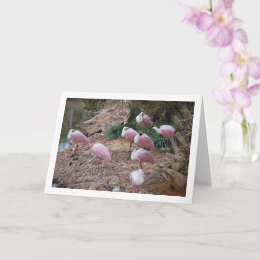 Roseate Spoonrekeningen Kaart (Orchidee)