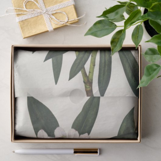 Rosebay Rhododendon van Mary Vaux Walcott Tissuepapier (Geschenk)