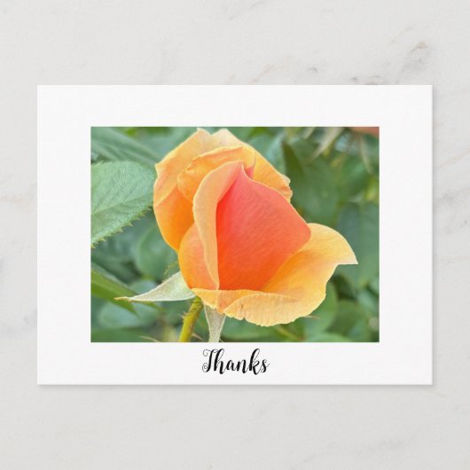 Rosebud bedankkaart briefkaart (Voorkant)