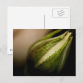 Rosebud Close-up Briefkaart (Voorkant / Achterkant)