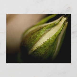 Rosebud Close-up Briefkaart
