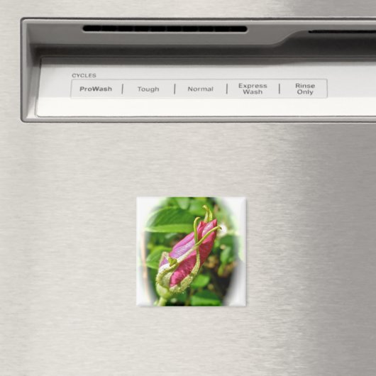 Rosebud Magnet (Insitu (Vaatwasser))