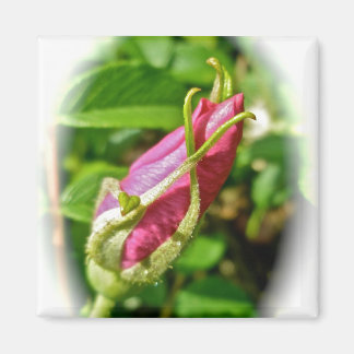 Rosebud Magnet
