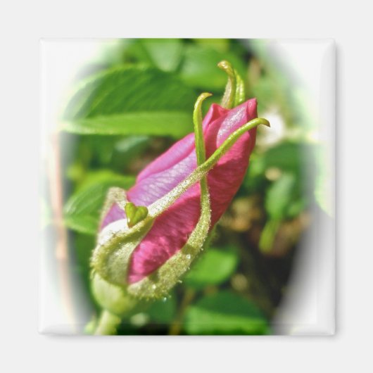 Rosebud Magnet (Voorkant)