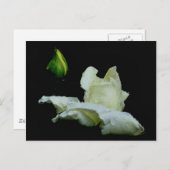 Rosebud na het Briefkaart van de Fotografie van de (Voorkant / Achterkant)