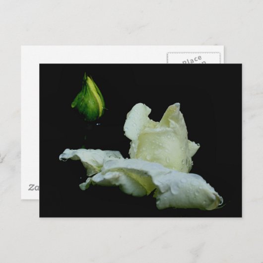 Rosebud na het Briefkaart van de Fotografie van de (Voorkant / Achterkant)