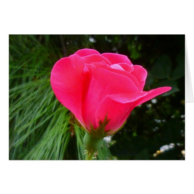 Rosebud over Groen (Voorkant Horizontaal)