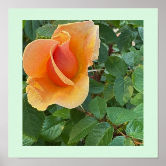 Rosebud Photo Poster (Voorkant)