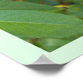 Rosebud Photo Poster (Hoek)