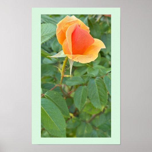 Rosebud Photo Poster (Voorkant)