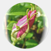 Rosebud Stickers (Voorkant)