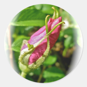 Rosebud Stickers
