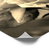 Rosebud Trio in Sepia Poster (Hoek)