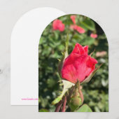 Rosebud tuinboog, platte kaart (Voorkant / Achterkant)