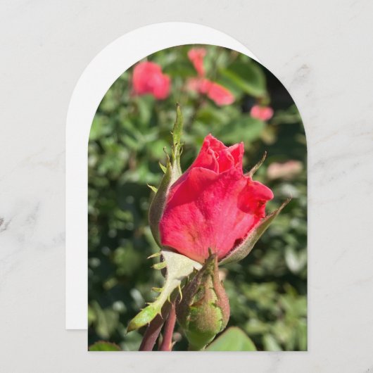 Rosebud tuinboog, platte kaart (Voorkant / Achterkant)