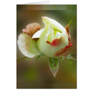 rosebuds gloeien