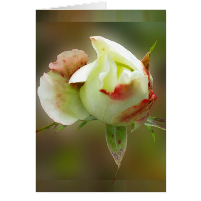 rosebuds gloeien (Voorkant)