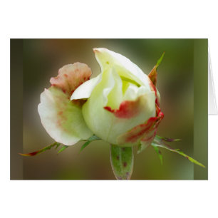 rosebuds gloeien
