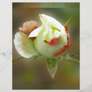 rosebuds gloeien