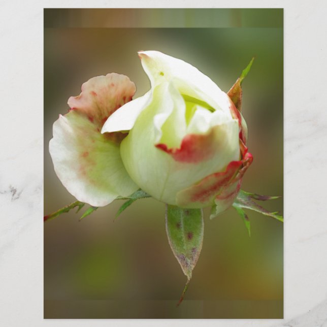 rosebuds gloeien (Voorkant)